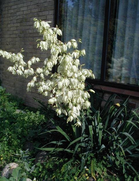 Yucca filamentosa L.