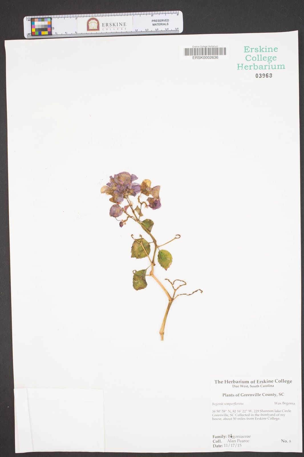 Begonia semperflorens Link & Otto