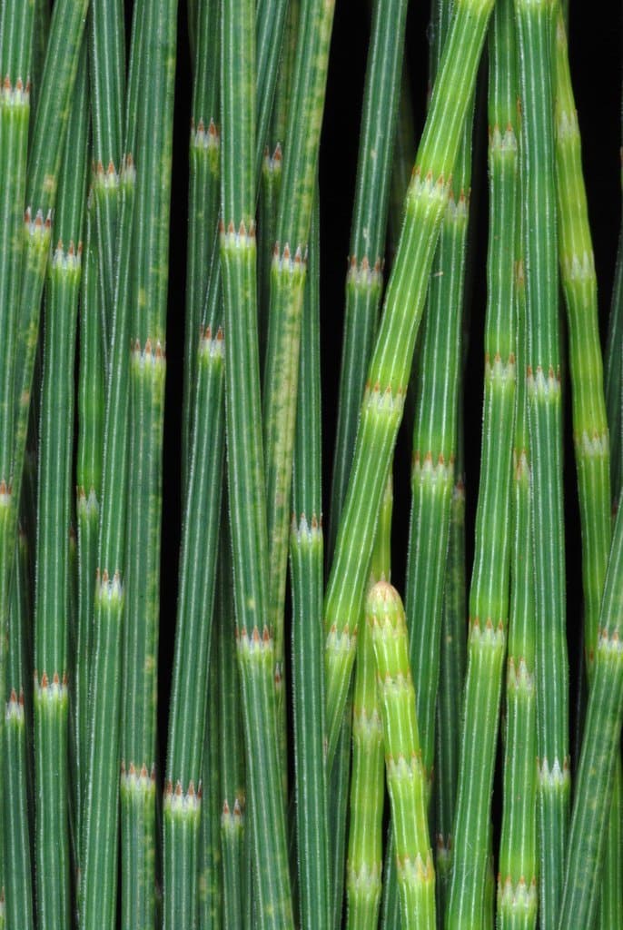 Casuarina equisetifolia L.