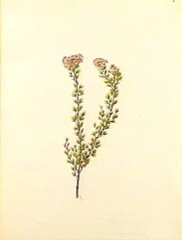 Verticordia brownii (Desf.) A.Cunn. ex DC.