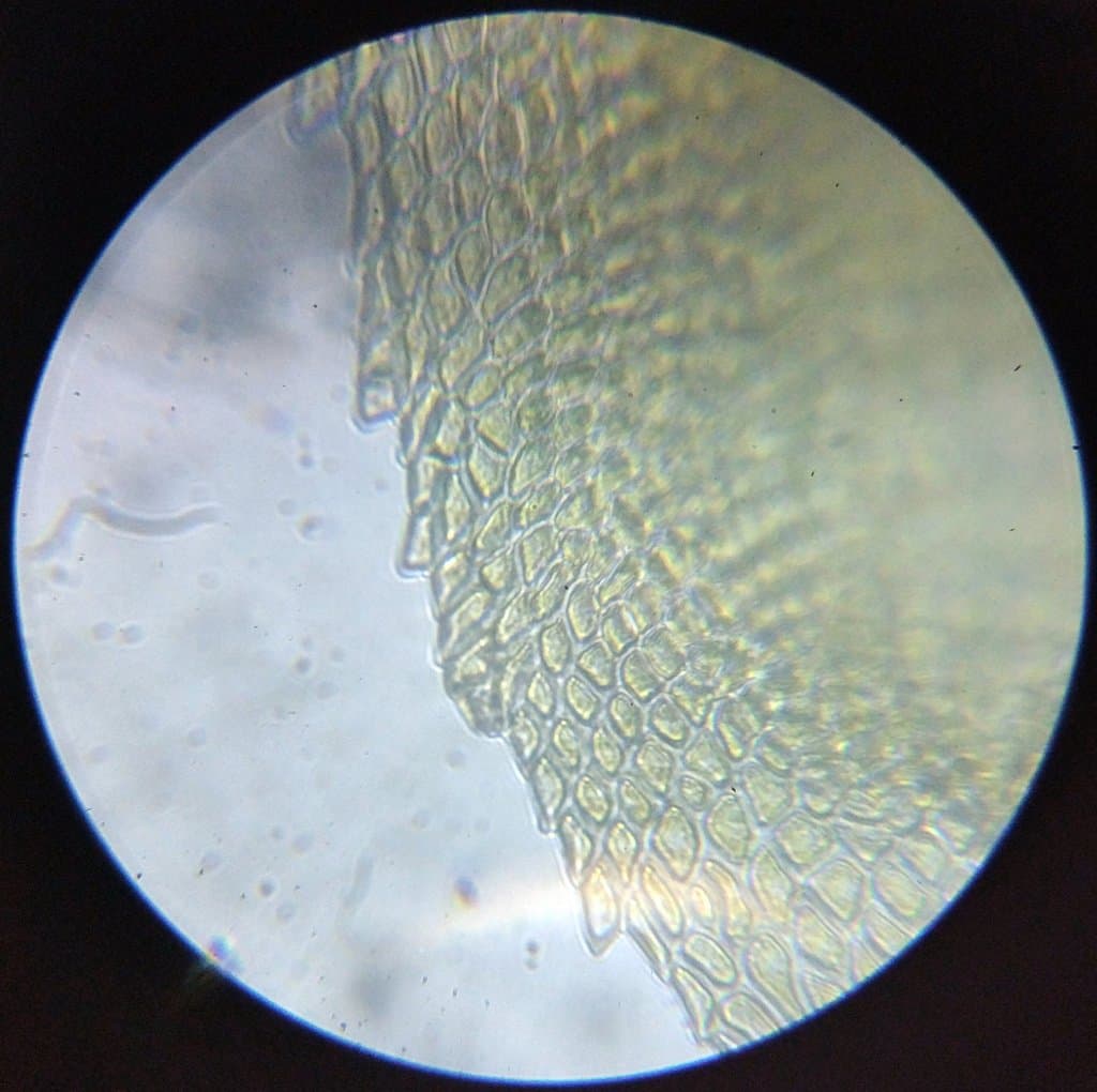 Thamnobryum neckeroides (Hook.) E.Lawton