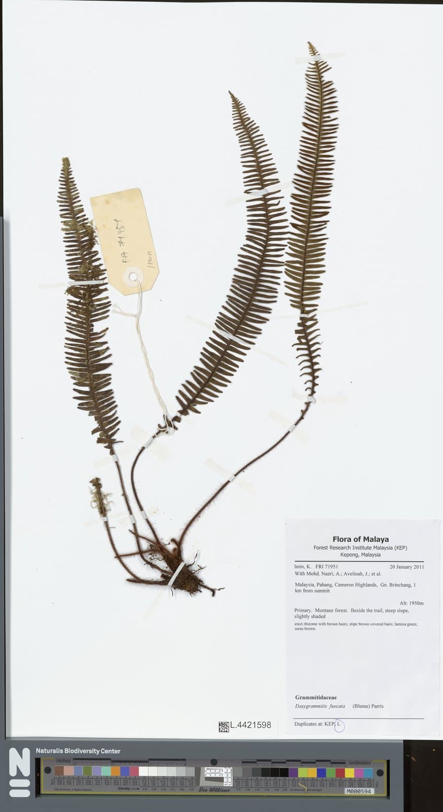 Dasygrammitis fuscata (Blume) Parris