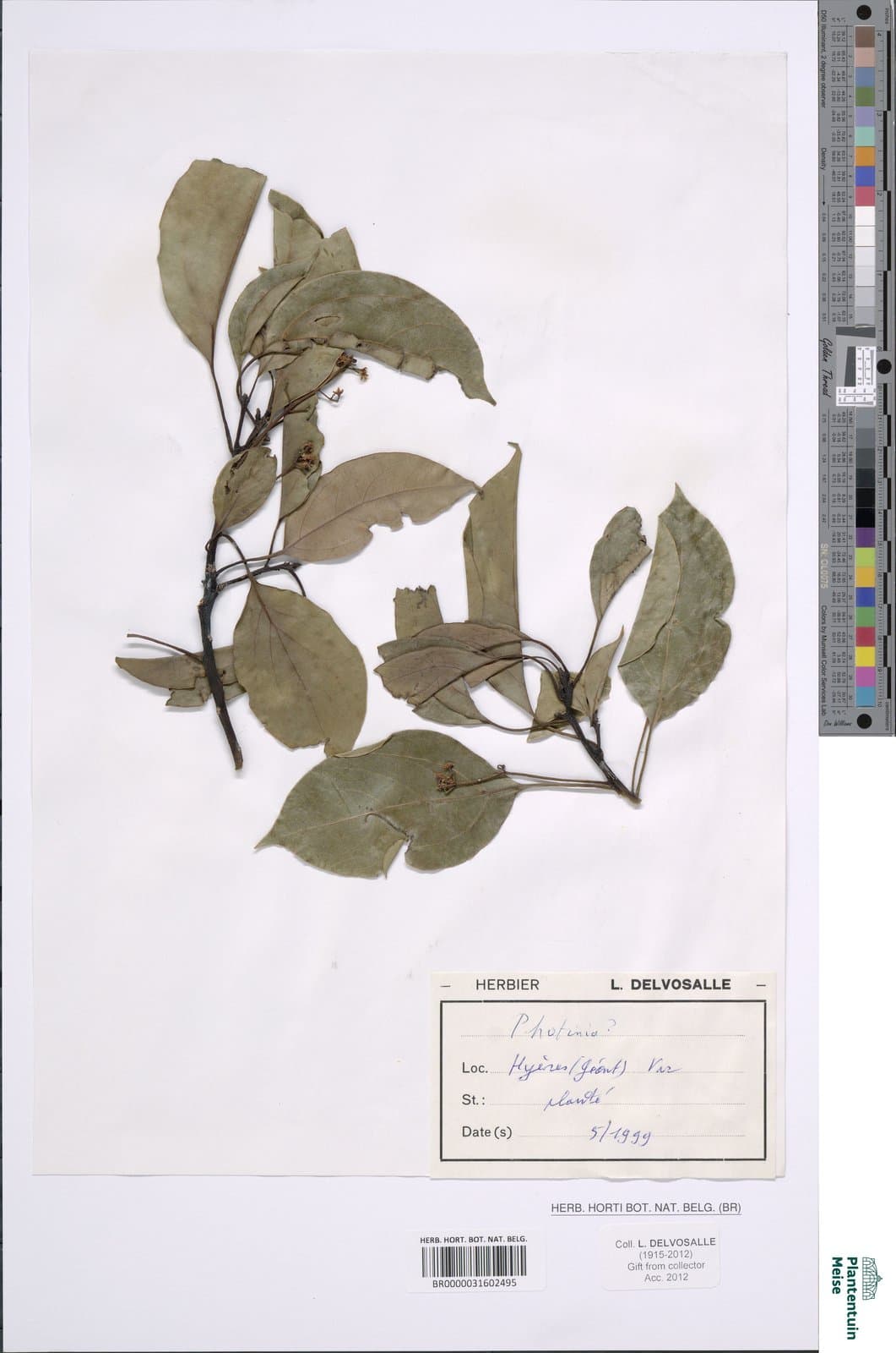 Photinia wrightiana Maxim.
