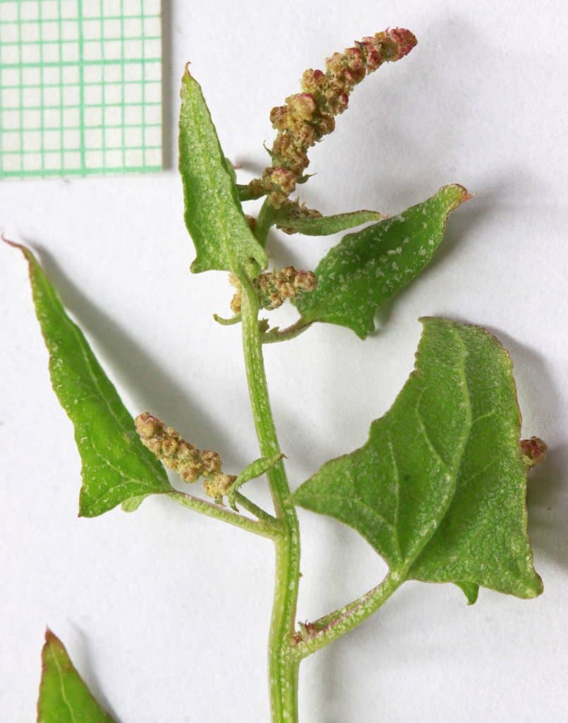 Atriplex micrantha Ledeb.