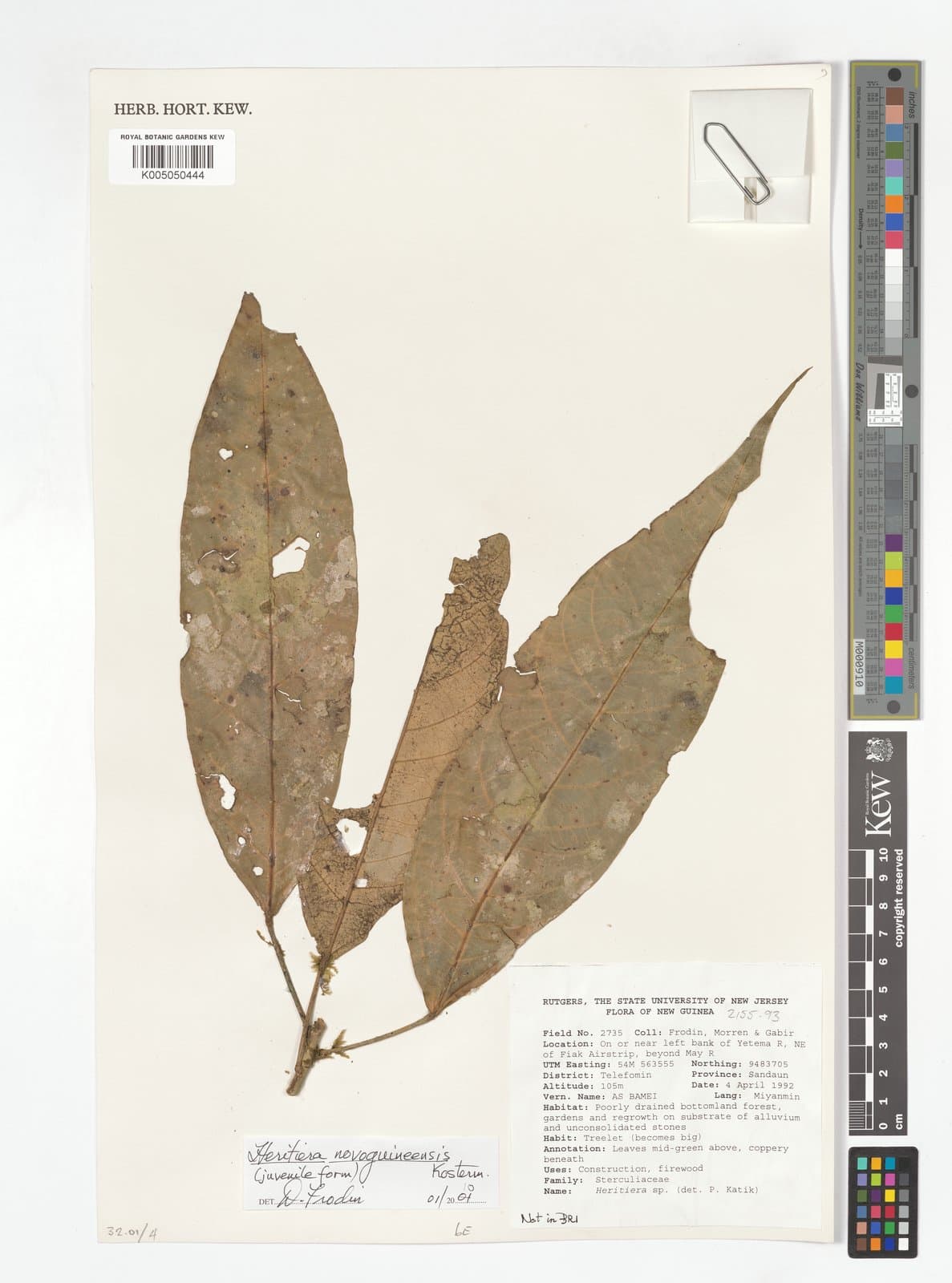 Heritiera novoguineensis Kosterm.