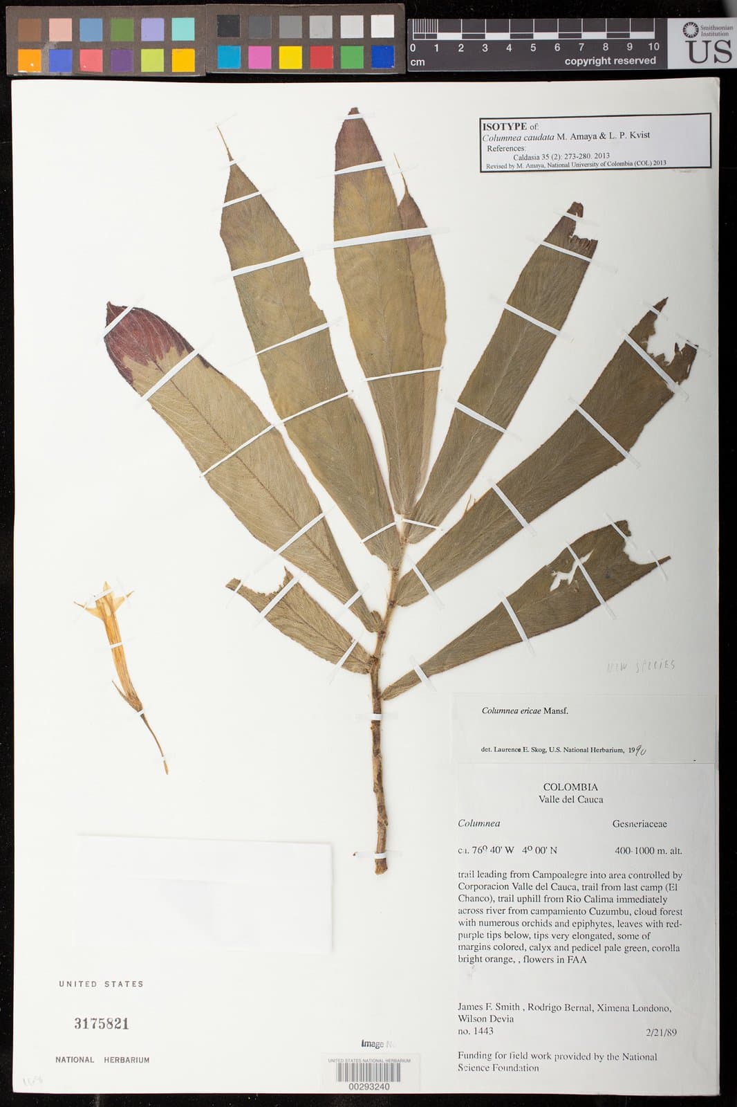 Columnea caudata M.Amaya & L.P.Kvist