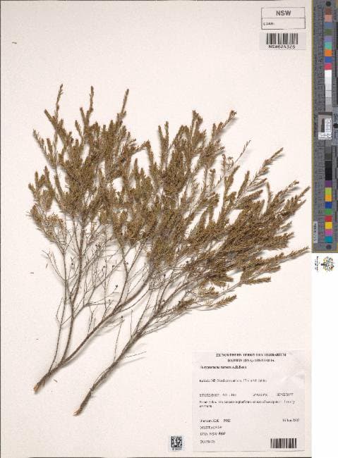 Thryptomene remota A.R.Bean