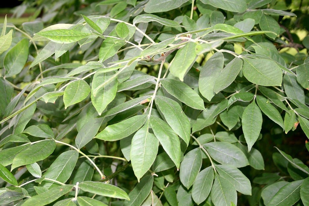 Fraxinus latifolia Benth.