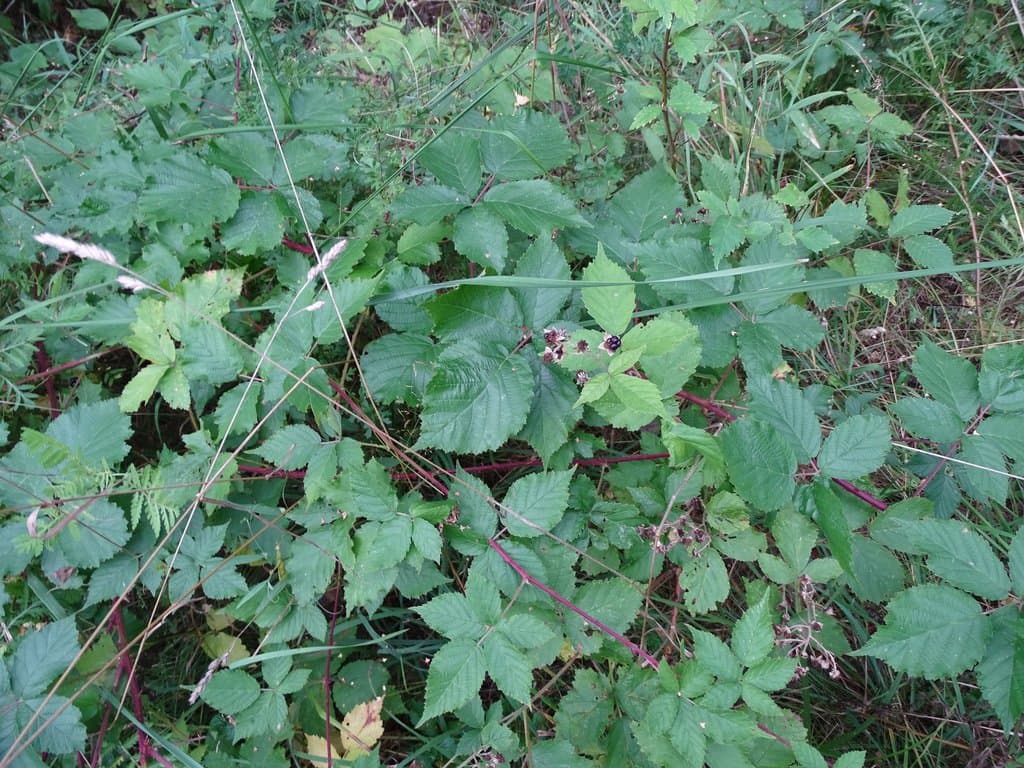Rubus kuleszae Ziel.