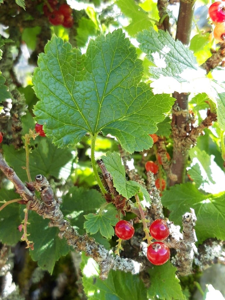 Ribes petraeum Wulfen