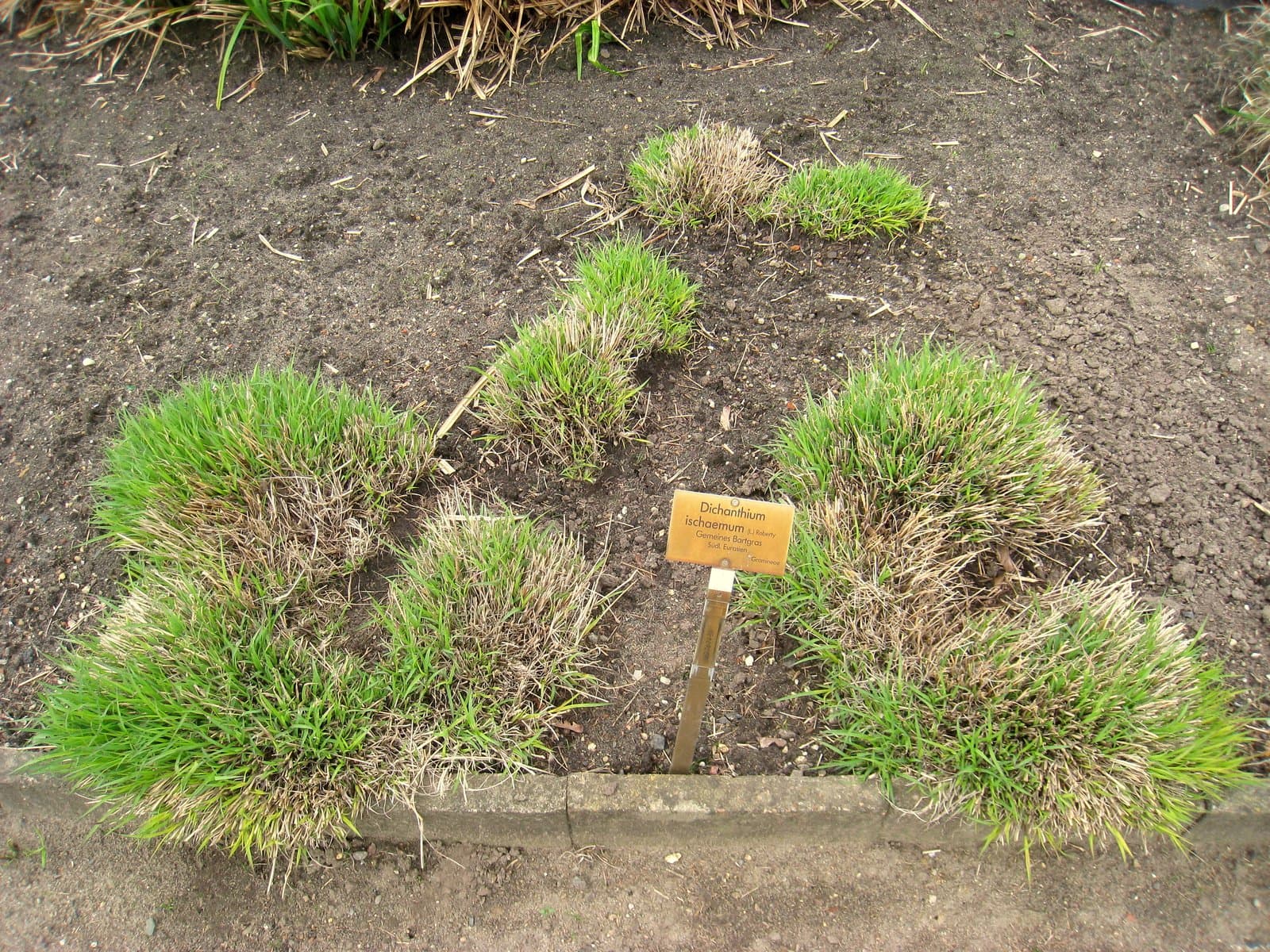 Bothriochloa ischaemum (L.) Keng
