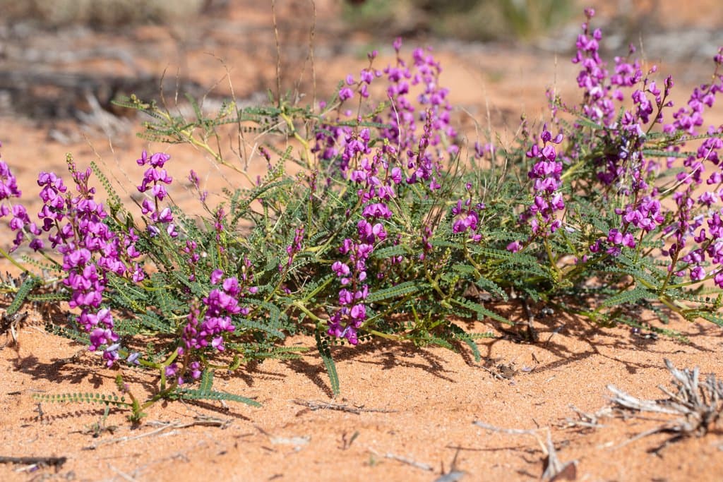 Swainsona microphylla A.Gray