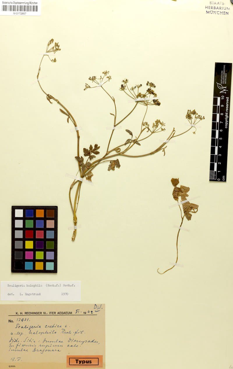 Scaligeria halophila (Rech.fil.) Rech.fil.