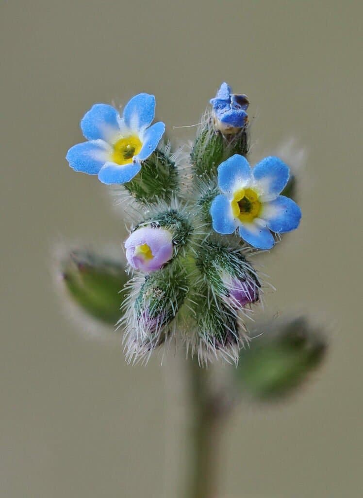 Myosotis ramosissima Rochel