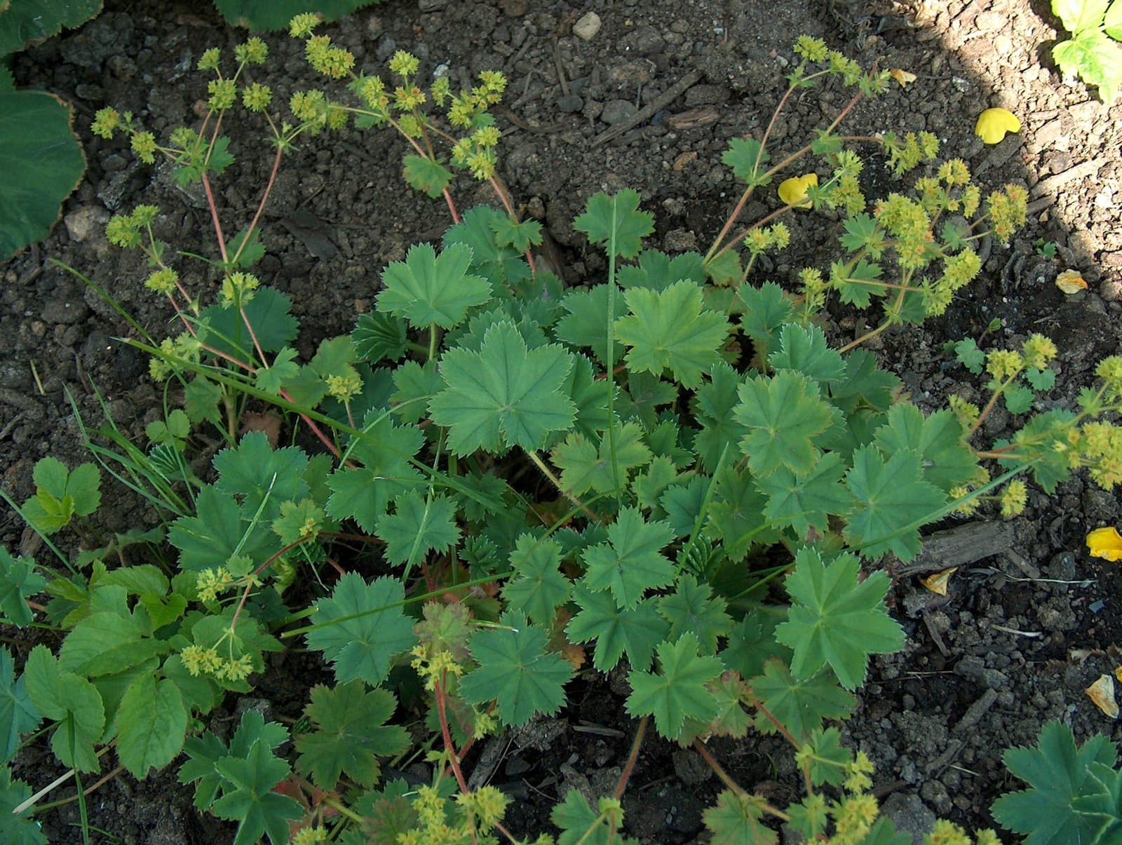 Alchemilla glaucescens Wallr.