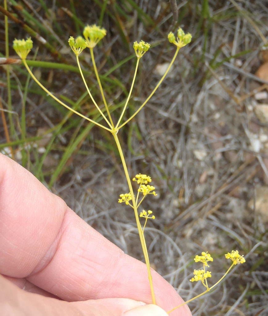 Chamarea capensis (Thunb.) Eckl. & Zeyh.