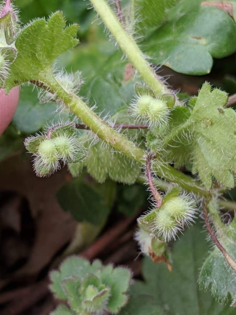 Veronica cymbalaria Bodard