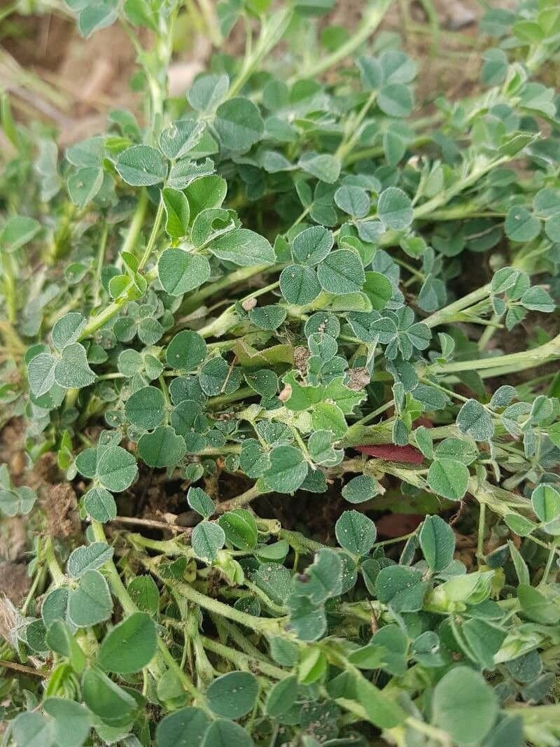 Medicago hybrida (Pourr.) Trautv.