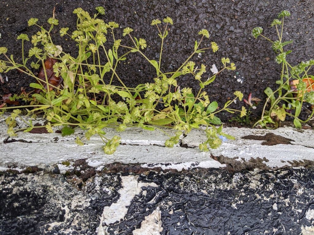 Valerianella carinata Loisel.