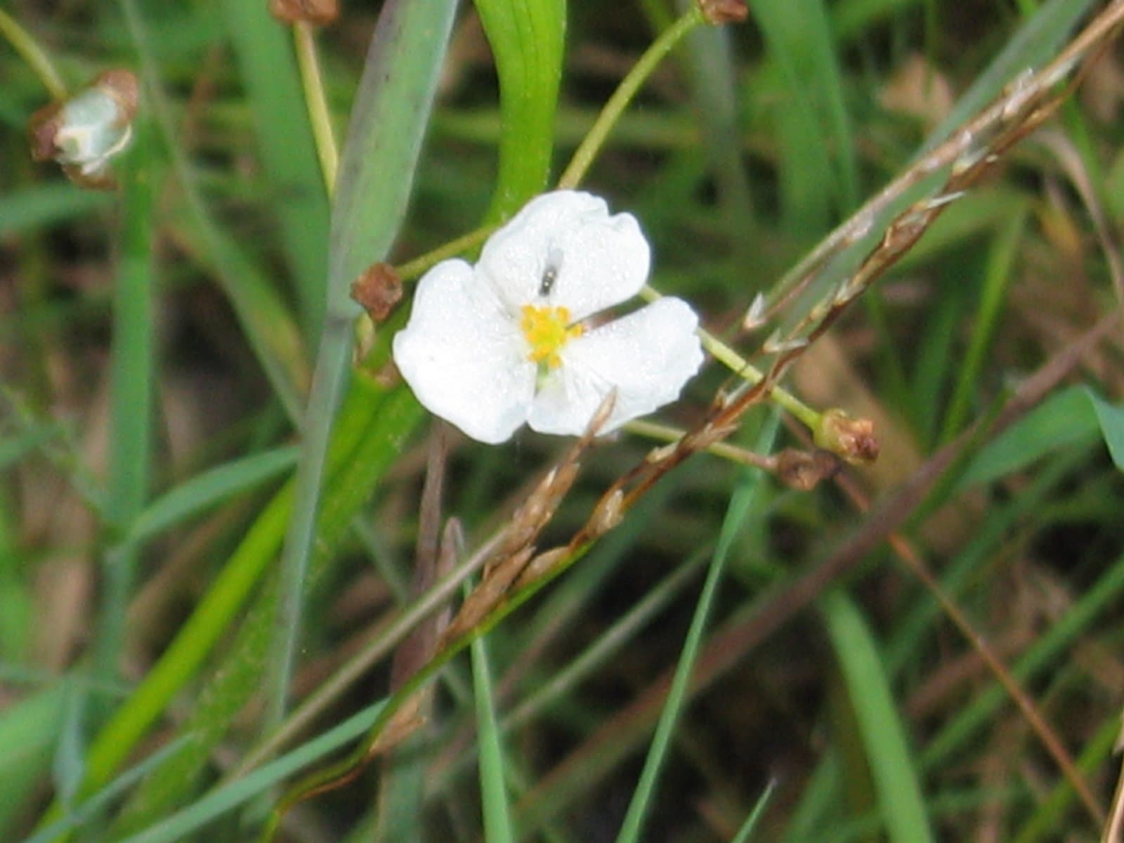 Sagittaria graminea Michx.
