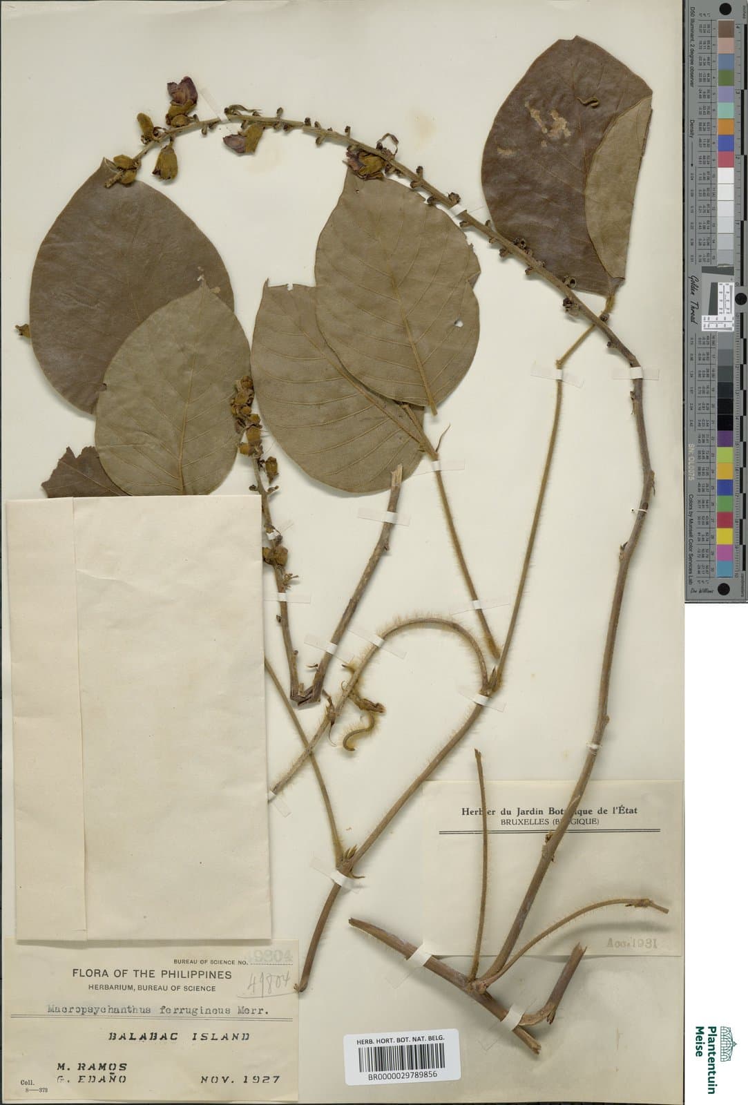 Macropsychanthus ferrugineus Merr.