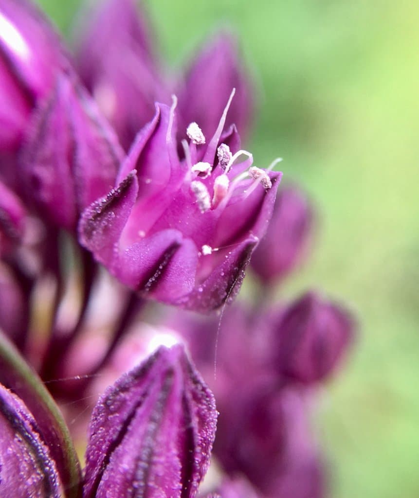 Allium scorodoprasum L.
