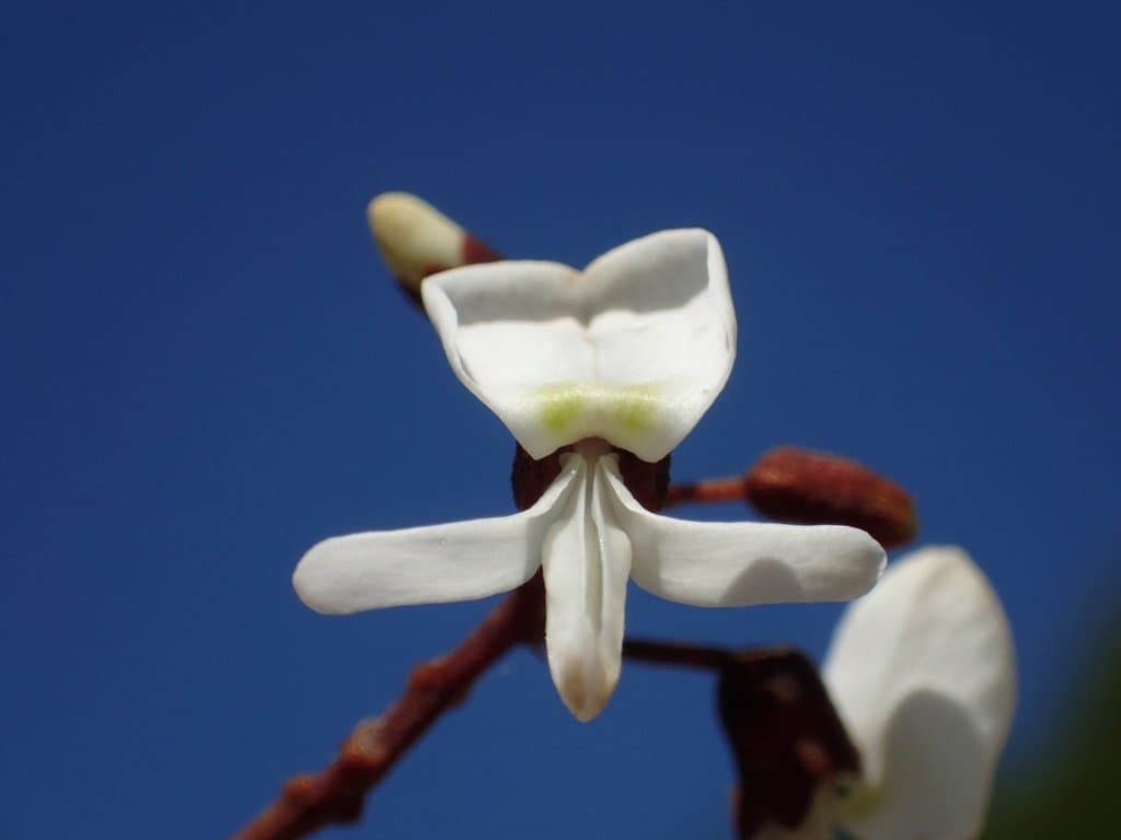 Derris laxiflora Benth.