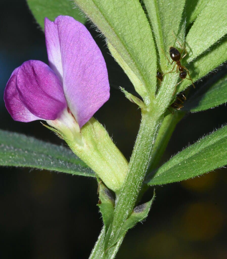 Vicia sativa L.
