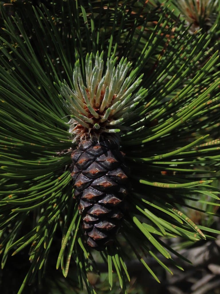 Pinus heldreichii H.Christ