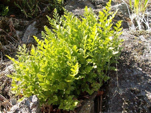 Asplenium cuneifolium Viv.