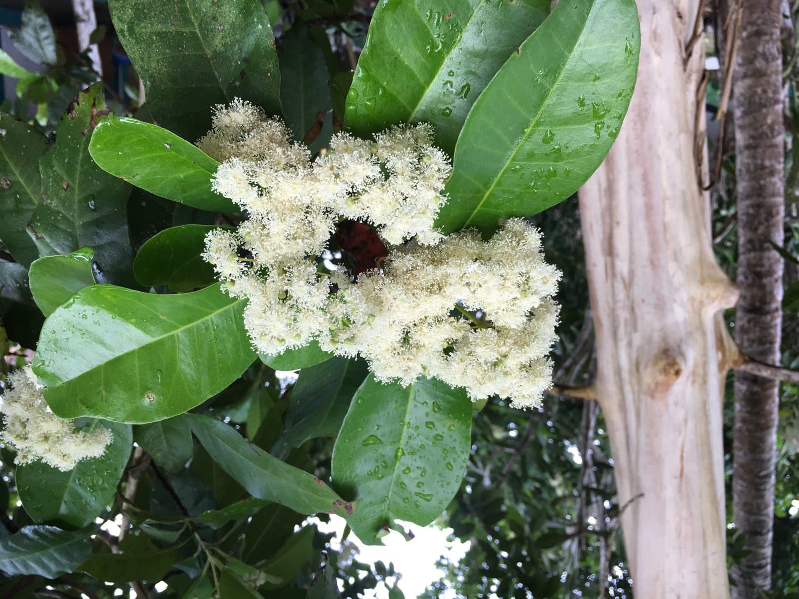 Pimenta dioica (L.) Merr.