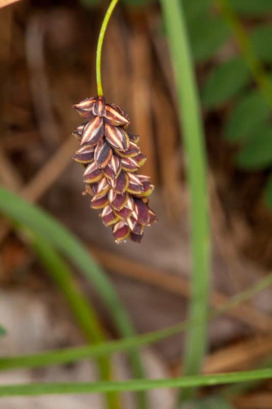 Carex flacca Schreb.