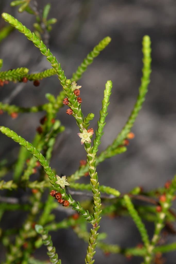 Dielsiodoxa oligarrhenoides (F.Muell.) Albr.