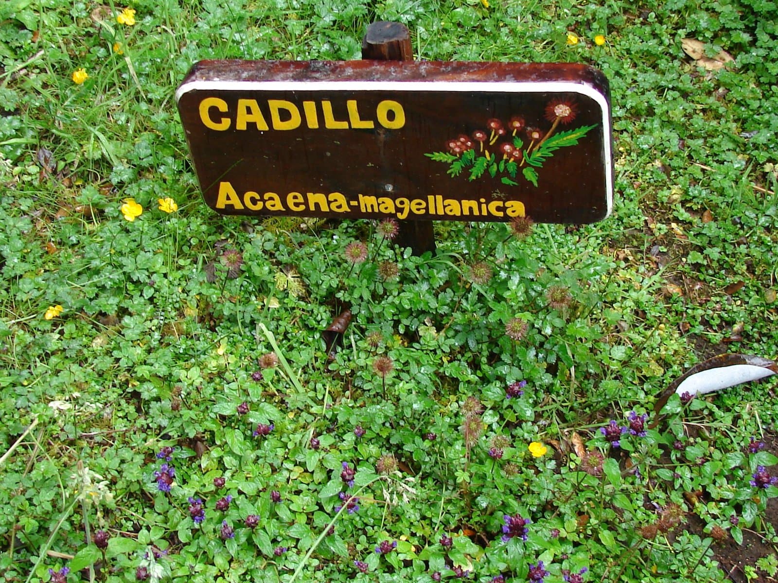 Acaena magellanica (Lam.) Vahl