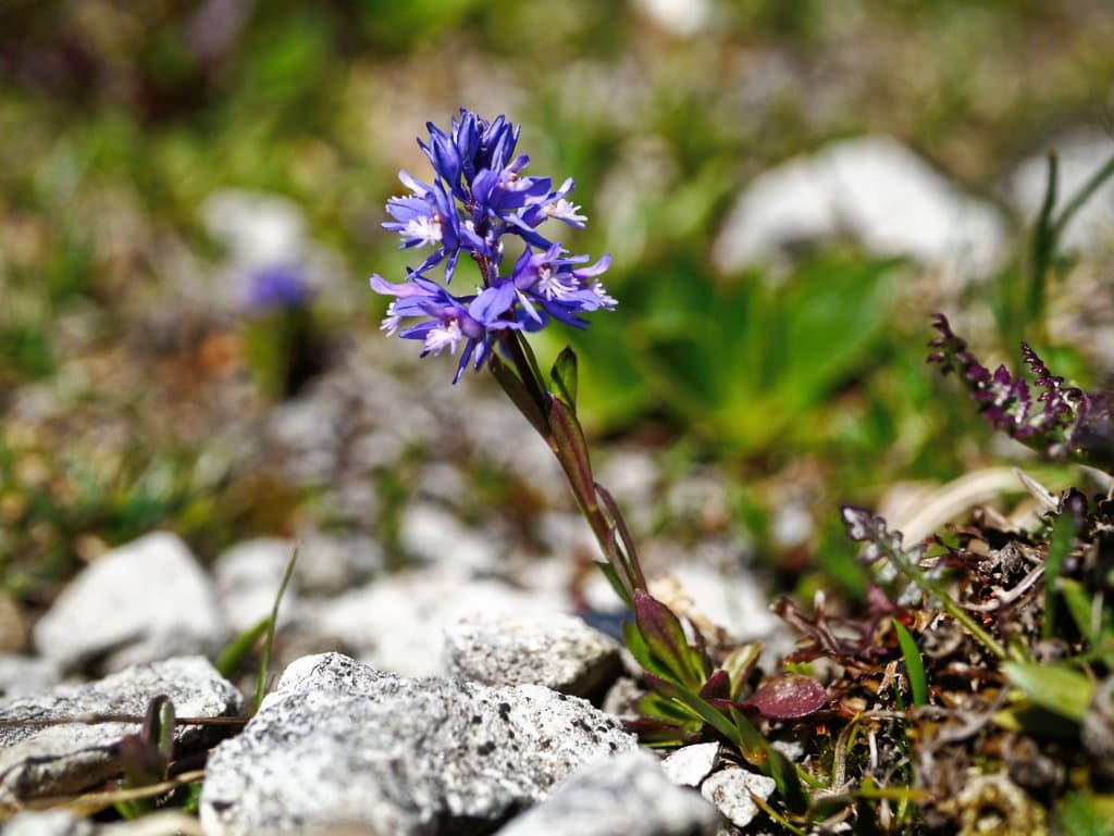 Polygala amara L.