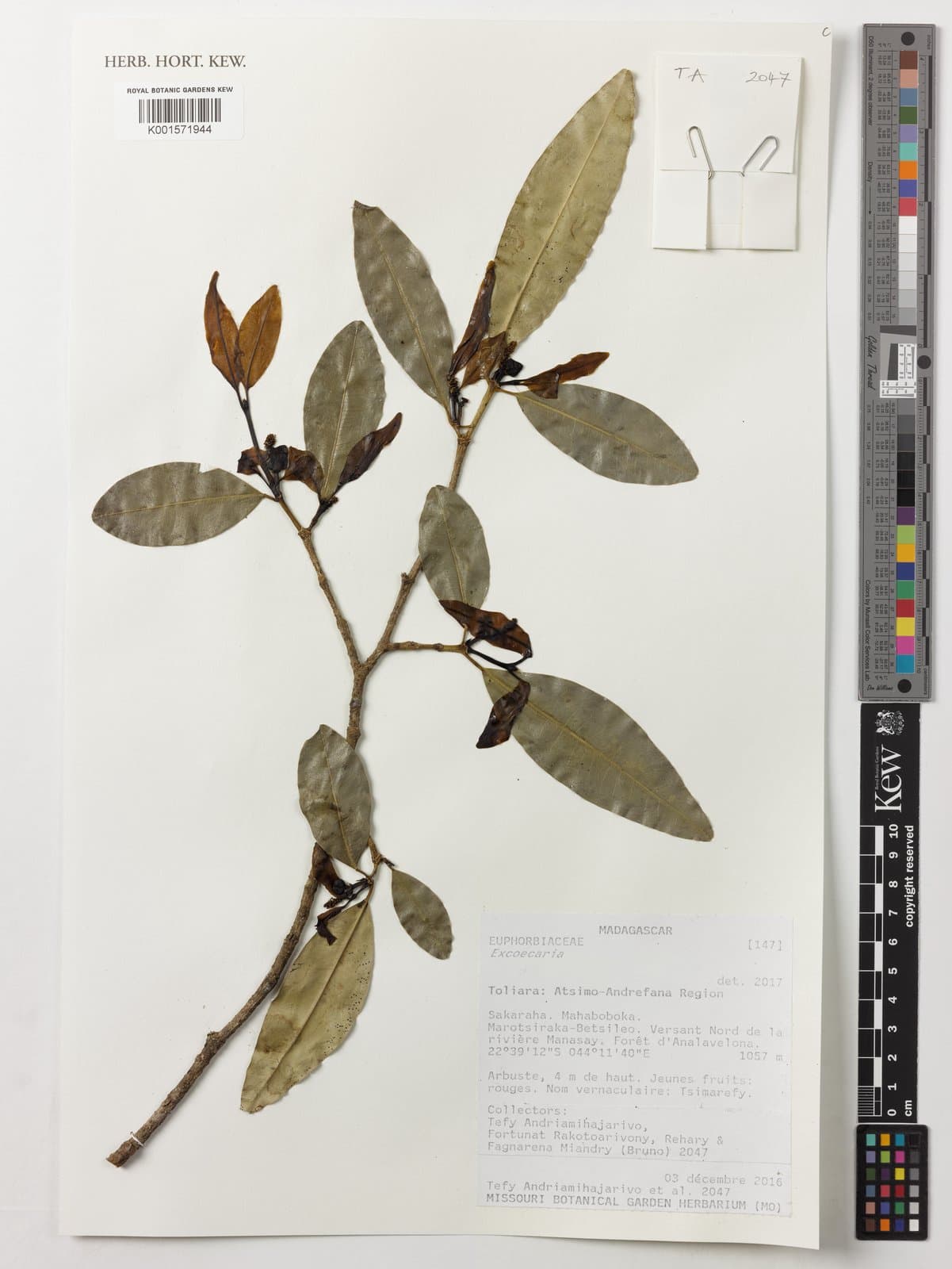 Excoecaria antsingyensis Leandri