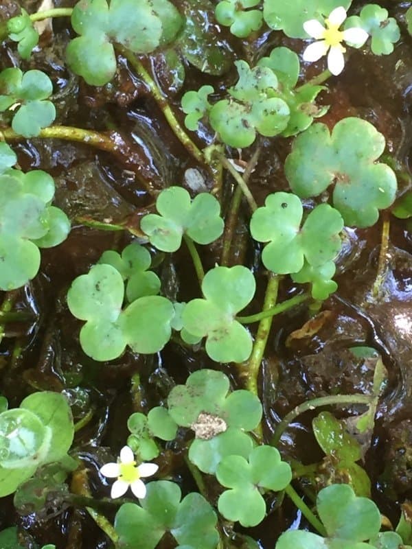 Ranunculus omiophyllus Ten.