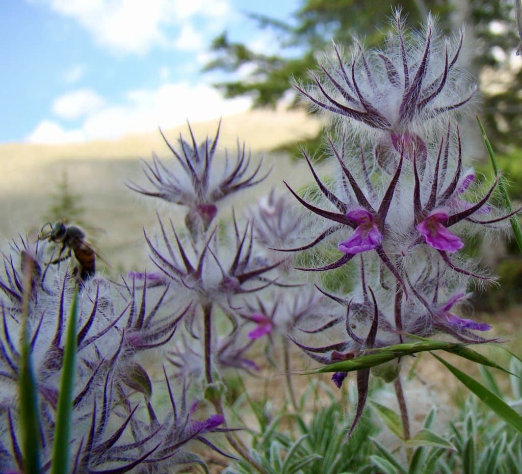 Stachys lavandulifolia Vahl