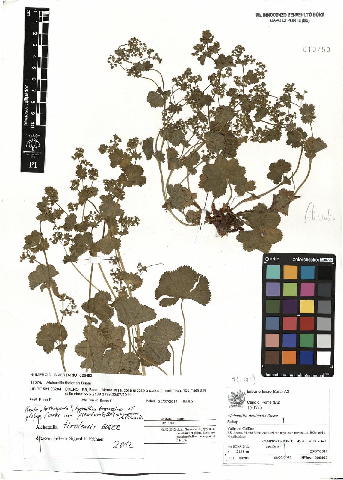 Alchemilla tirolensis Buser ex Dalla Torre & Sarnth.