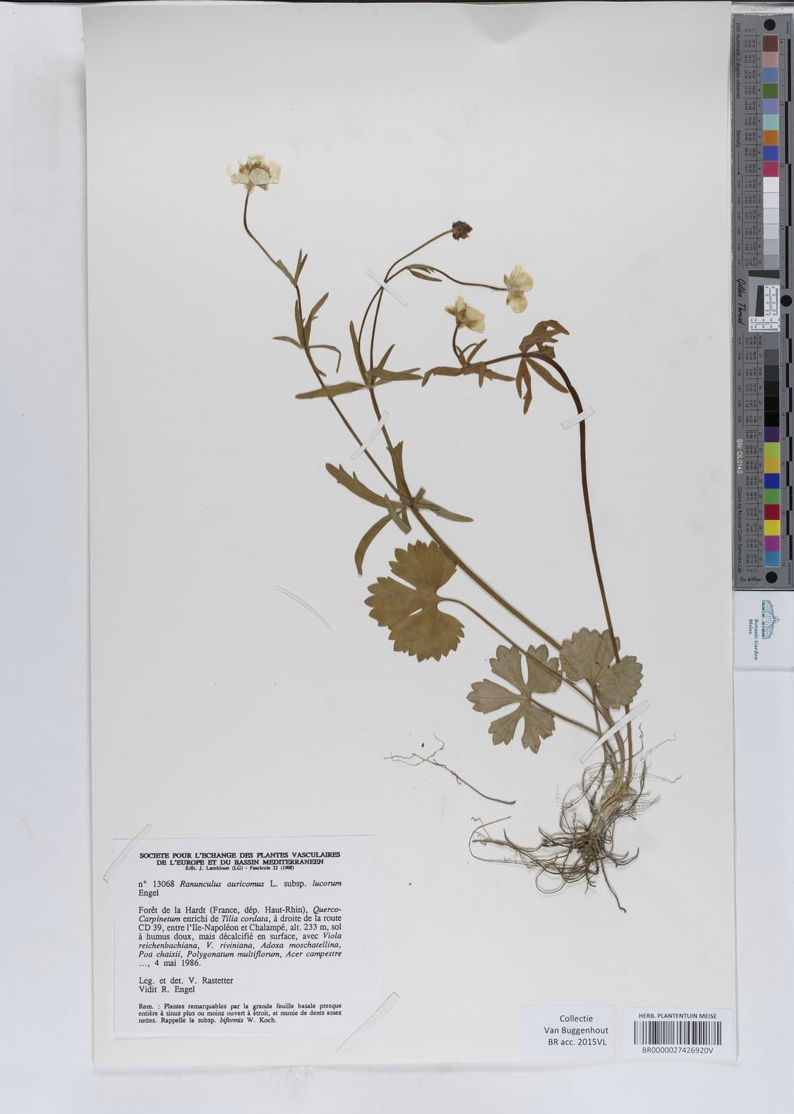 Ranunculus lucorum (Engel) Borch.-Kolb