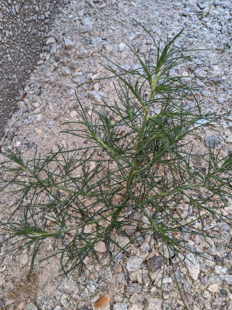 Salsola tragus L.