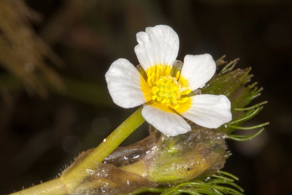 Ranunculus circinatus Sibth.