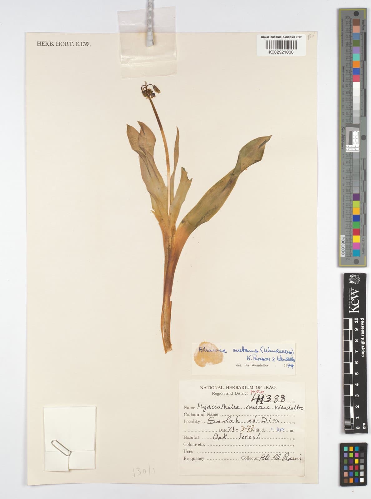 Alrawia nutans (Wendelbo) Perss. & Wendelbo