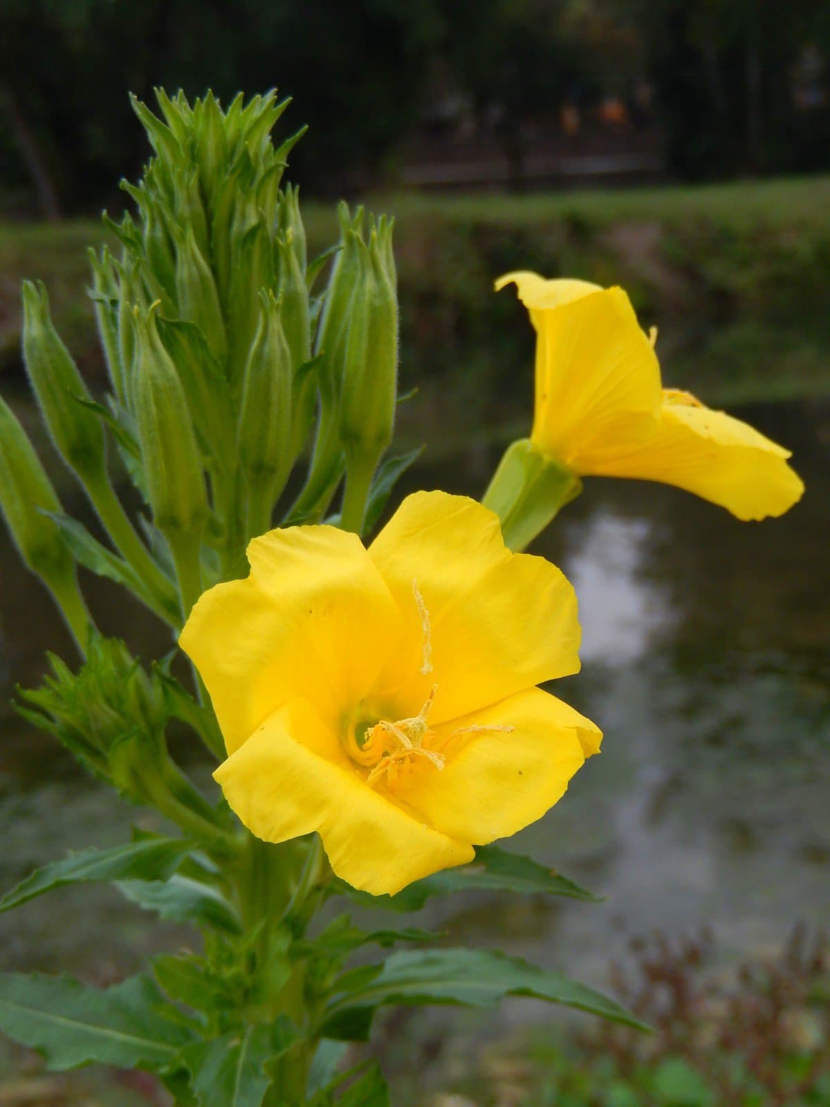 Oenothera ×stucchii Soldano
