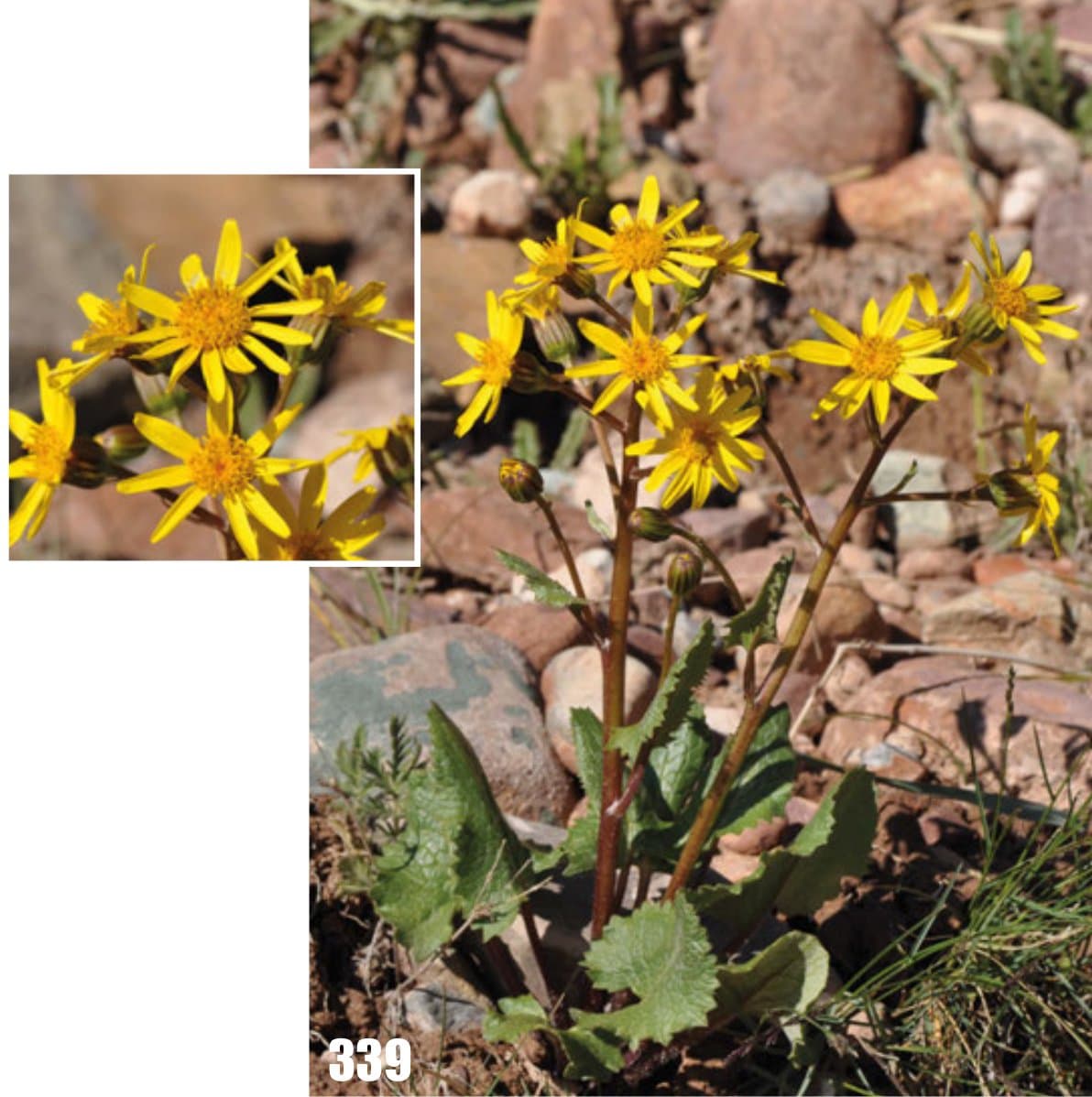 Vickifunkia karataviensis (Lipsch.) C.Ren, L.Wang, I.D.Illar. & Q.E.Yang