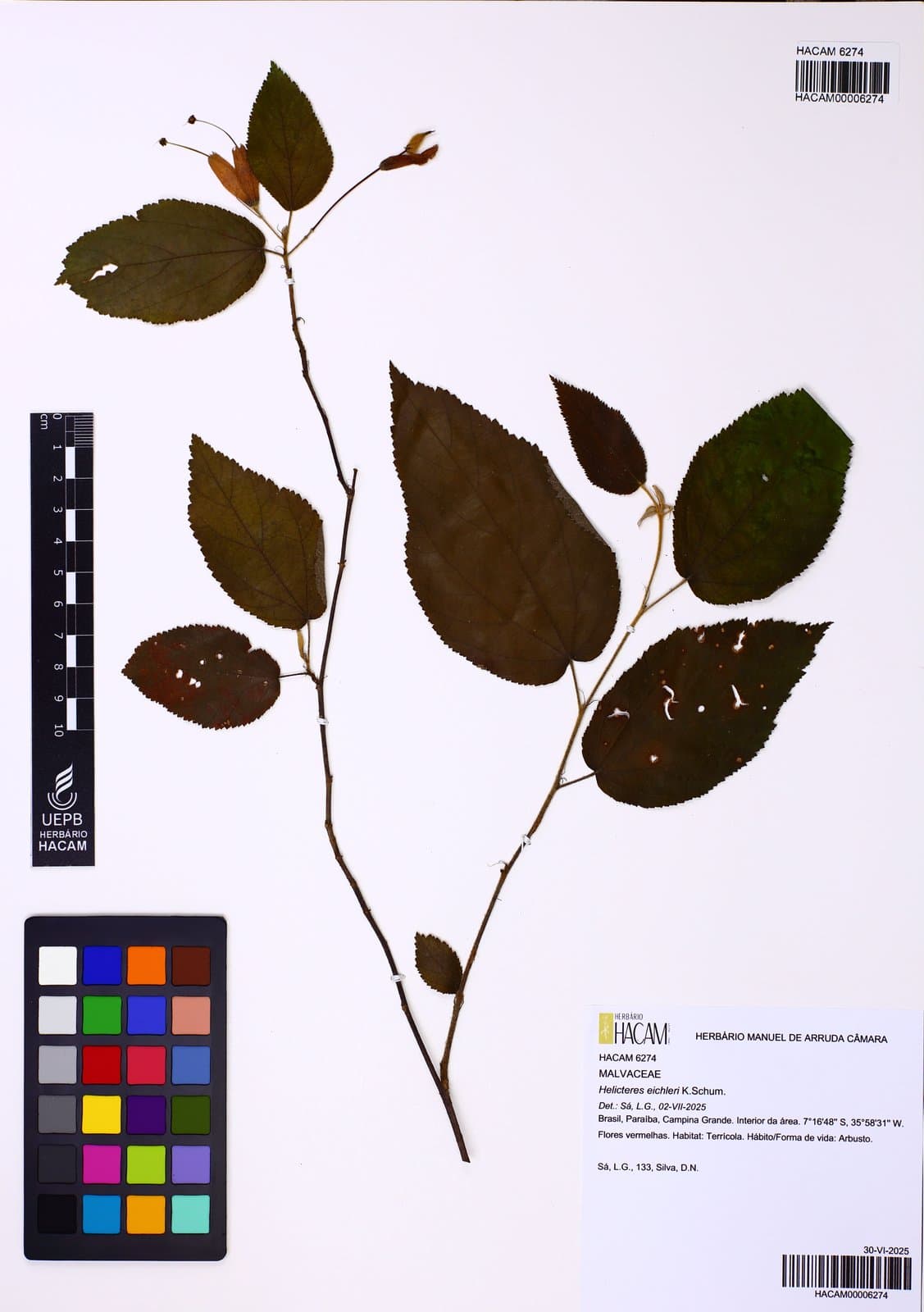 Helicteres eichleri K.Schum.