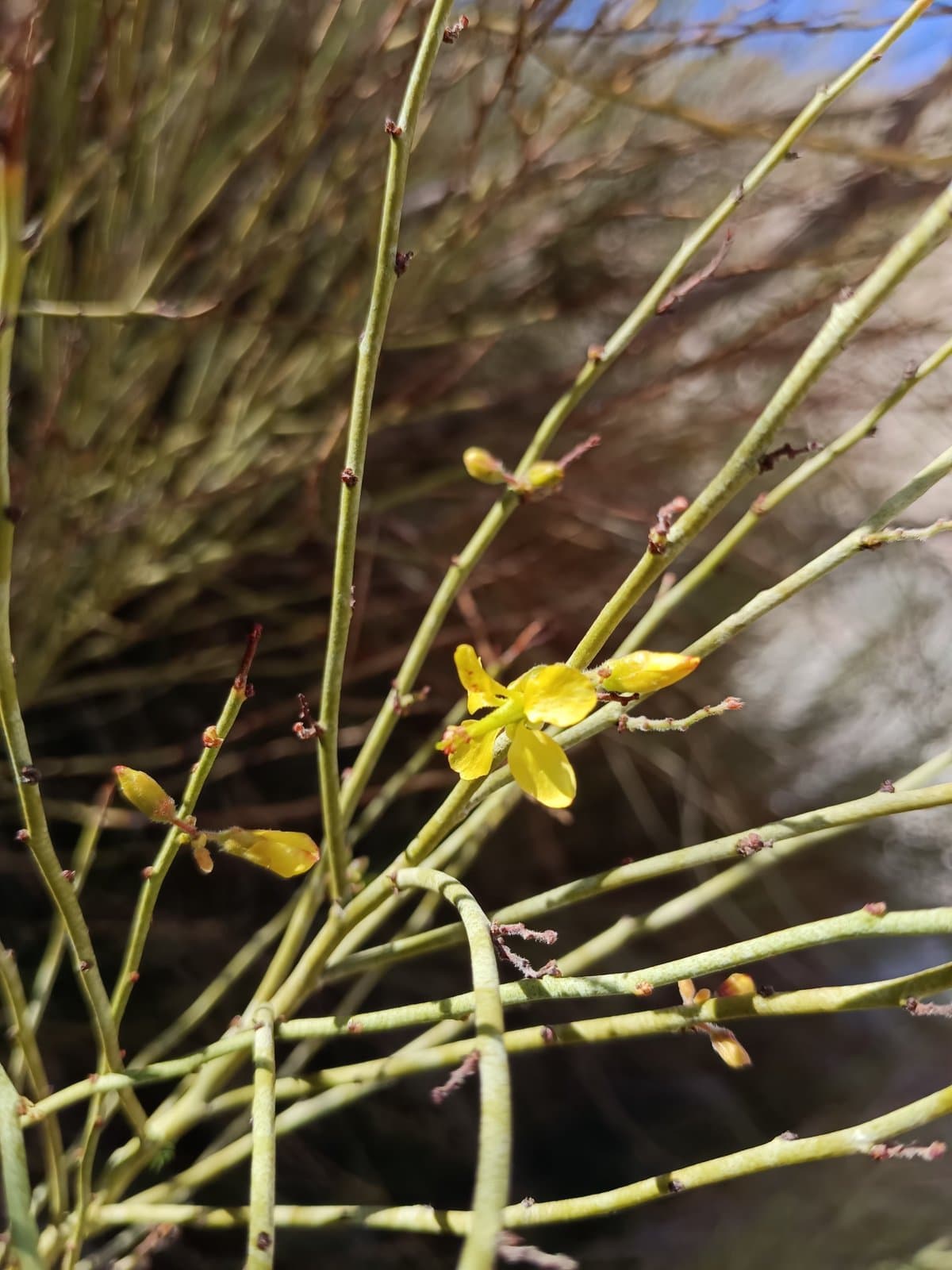 Hoffmannseggia aphylla (Phil.) G.P.Lewis & Sotuyo