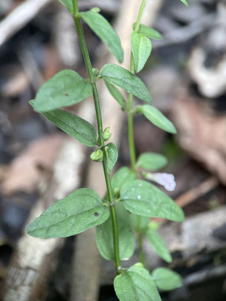 Scutellaria minor Huds.
