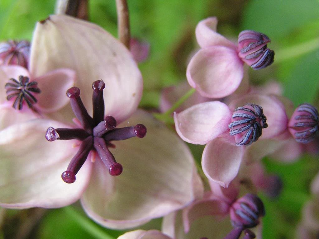 Akebia quinata (Houtt.) Decne.