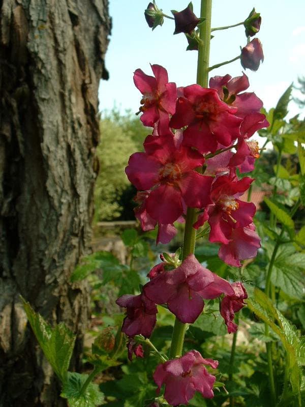 Verbascum phoeniceum L.